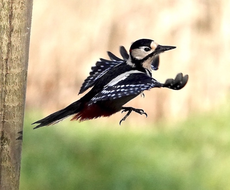 great spotted woodpecker